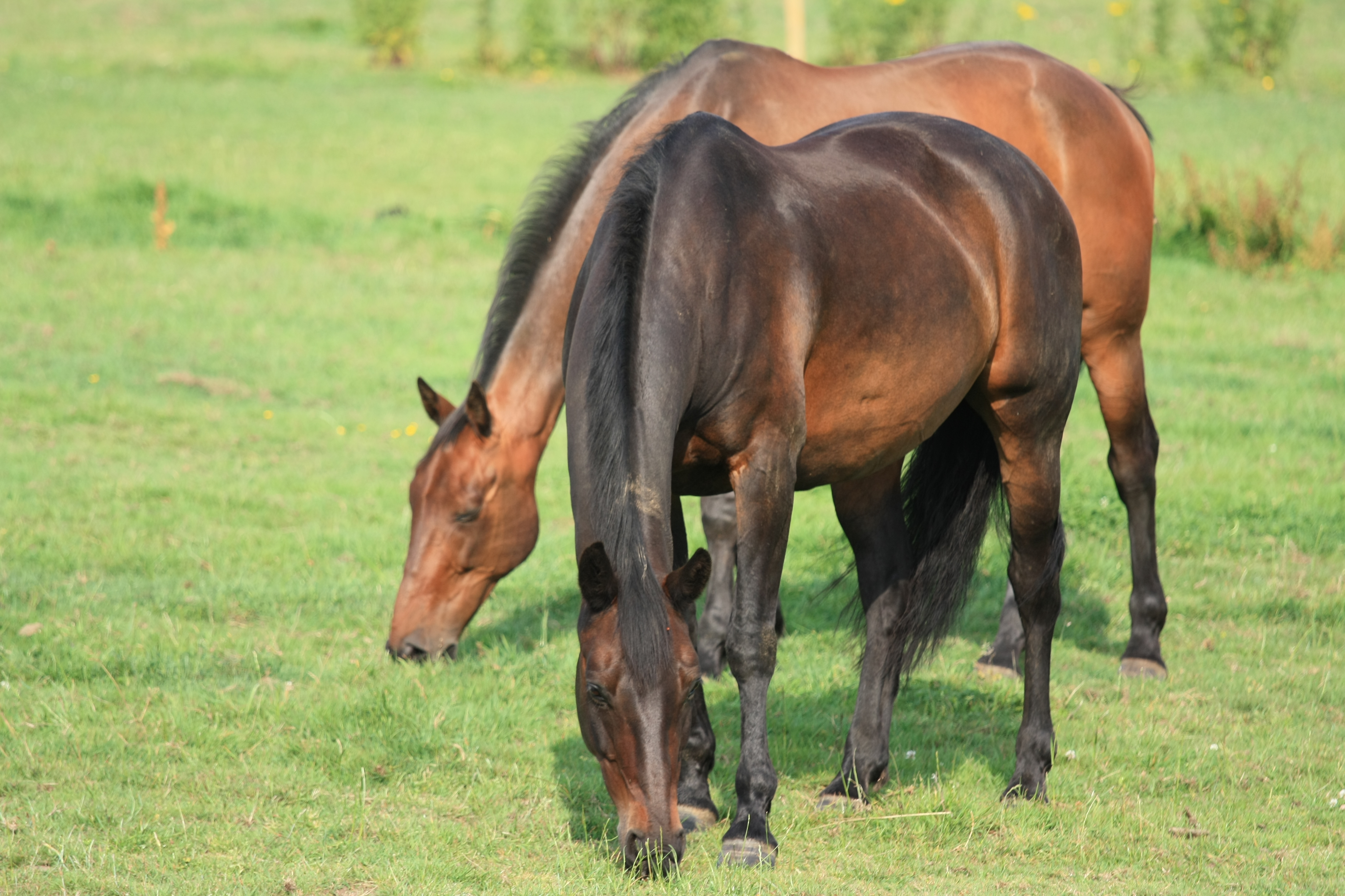 Grazing