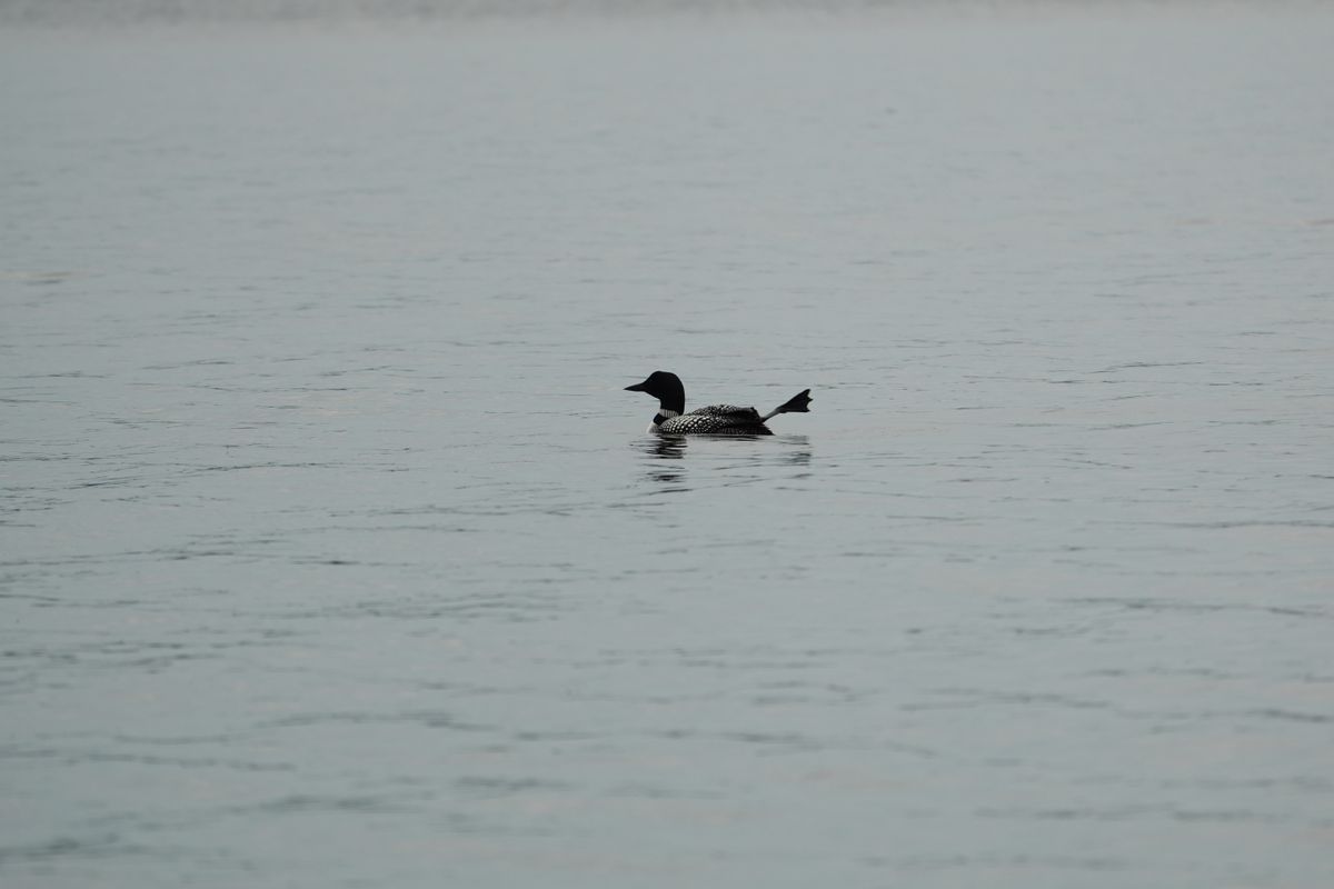 A loon sticks out a foot. Shot on the Sony RX10 V