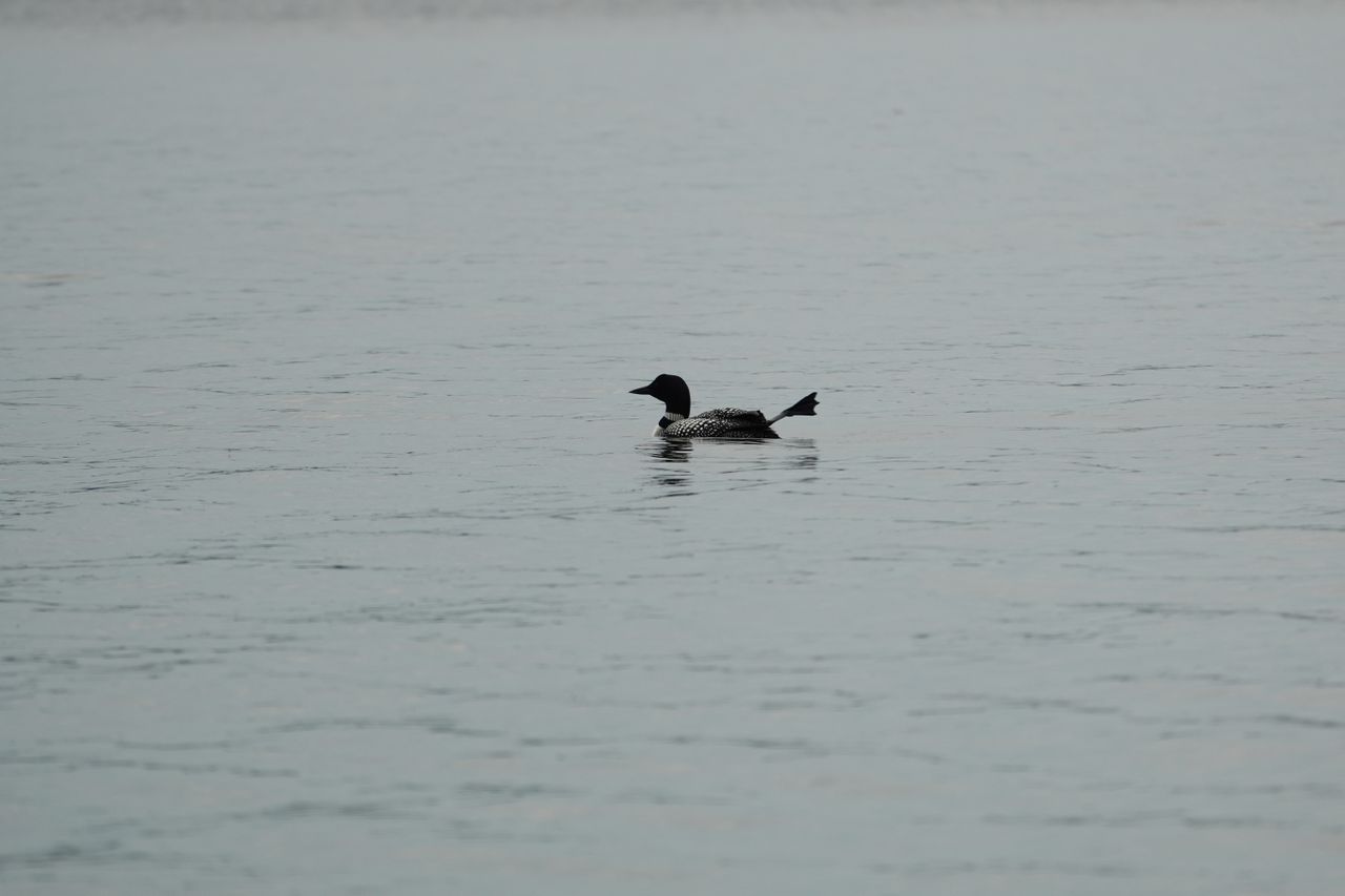 A loon sticks out a foot. Shot on the Sony RX10 V