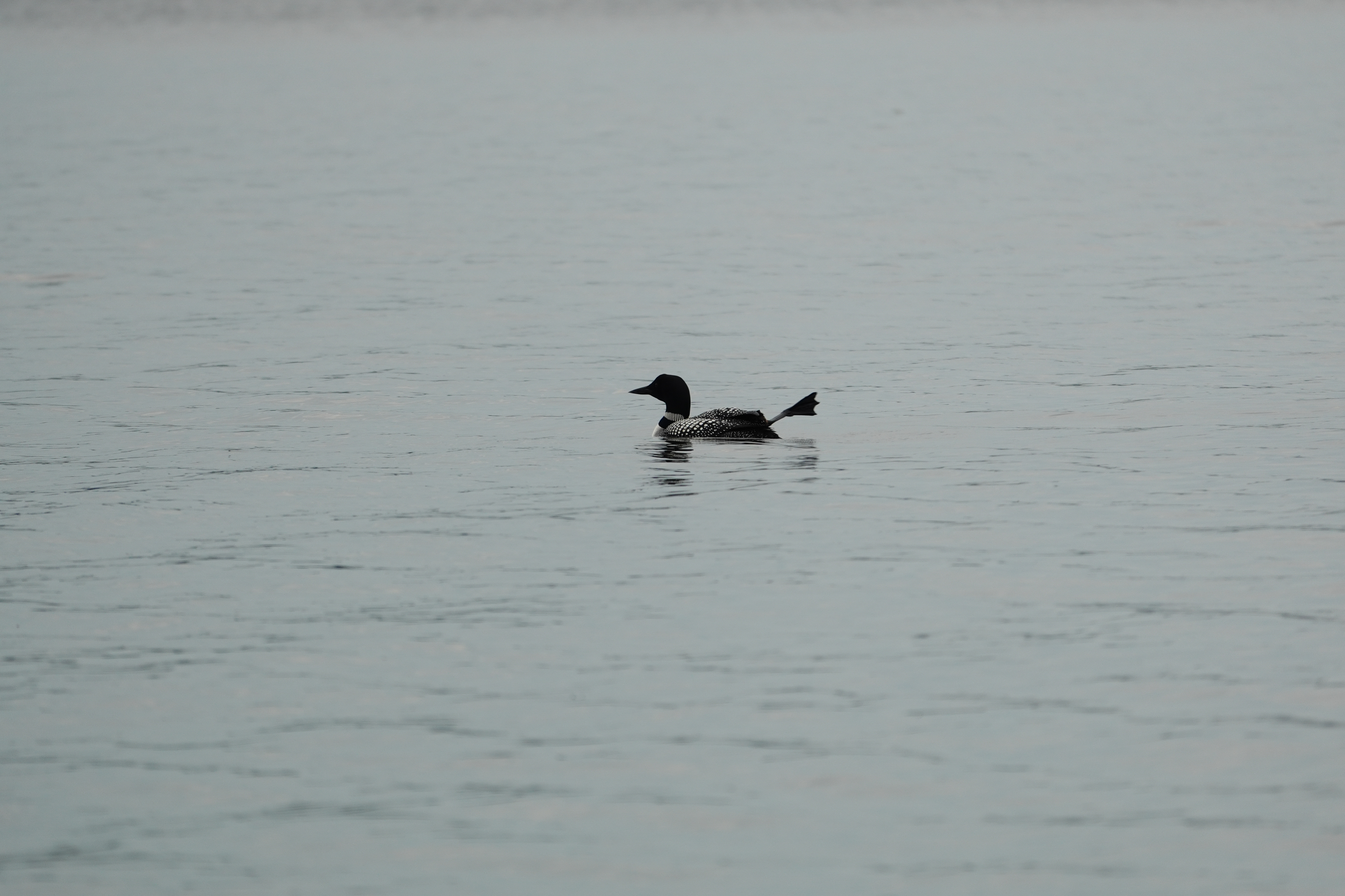A loon sticks out a foot. Shot on the Sony RX10 V