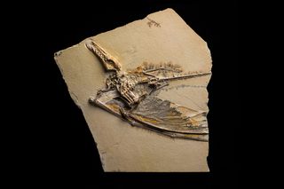 Because of the shadowy color of the wing membrane, paleontologists call this fossil Dark Wing.