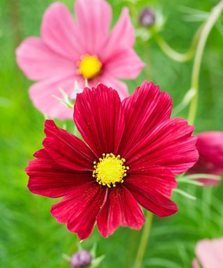 cosmos bipinnatus ‘Rubenza’