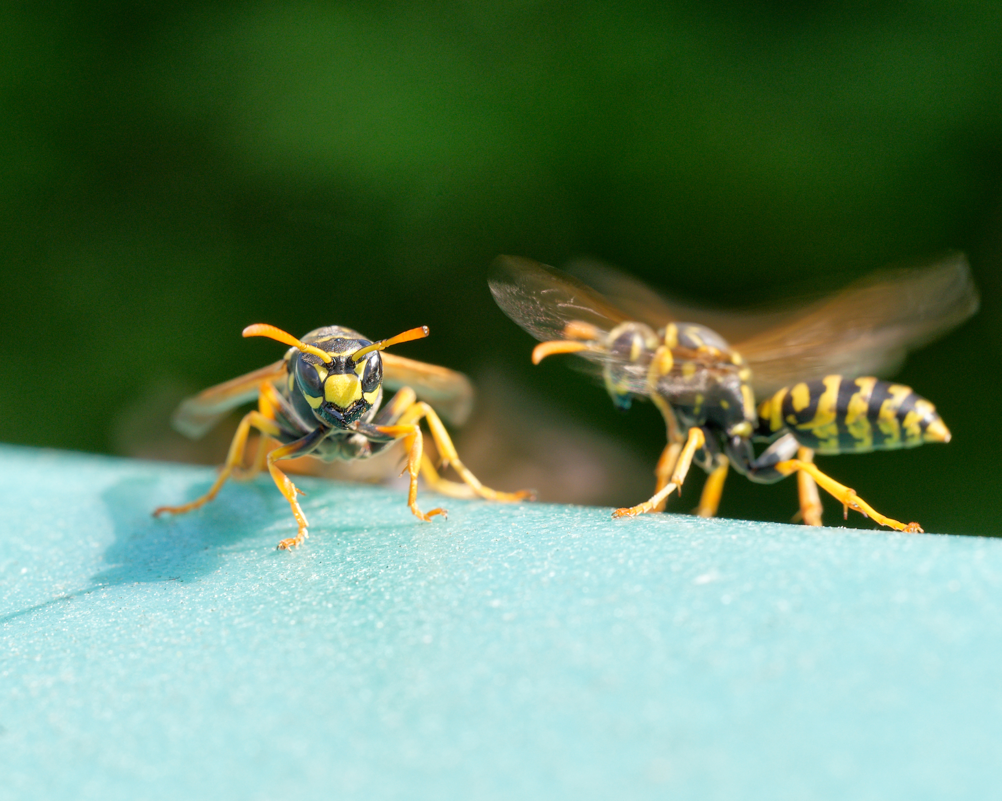 Two yellowjackets