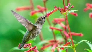 Hummingbird Feeding At Red Flower