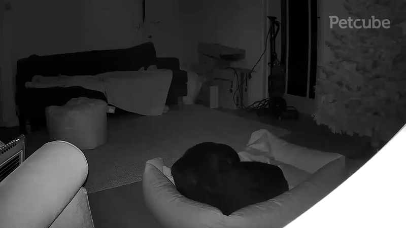 A short clip of the night vision from the Petcube Cam 360