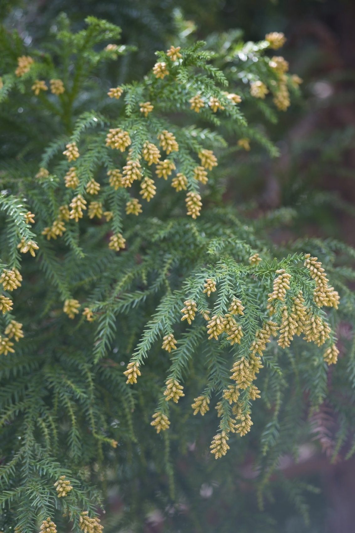 Close Up Of Japanese Cedar Tree Branches