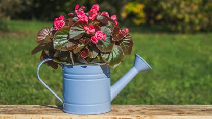 begonia watering can with begonia plant in full bloom