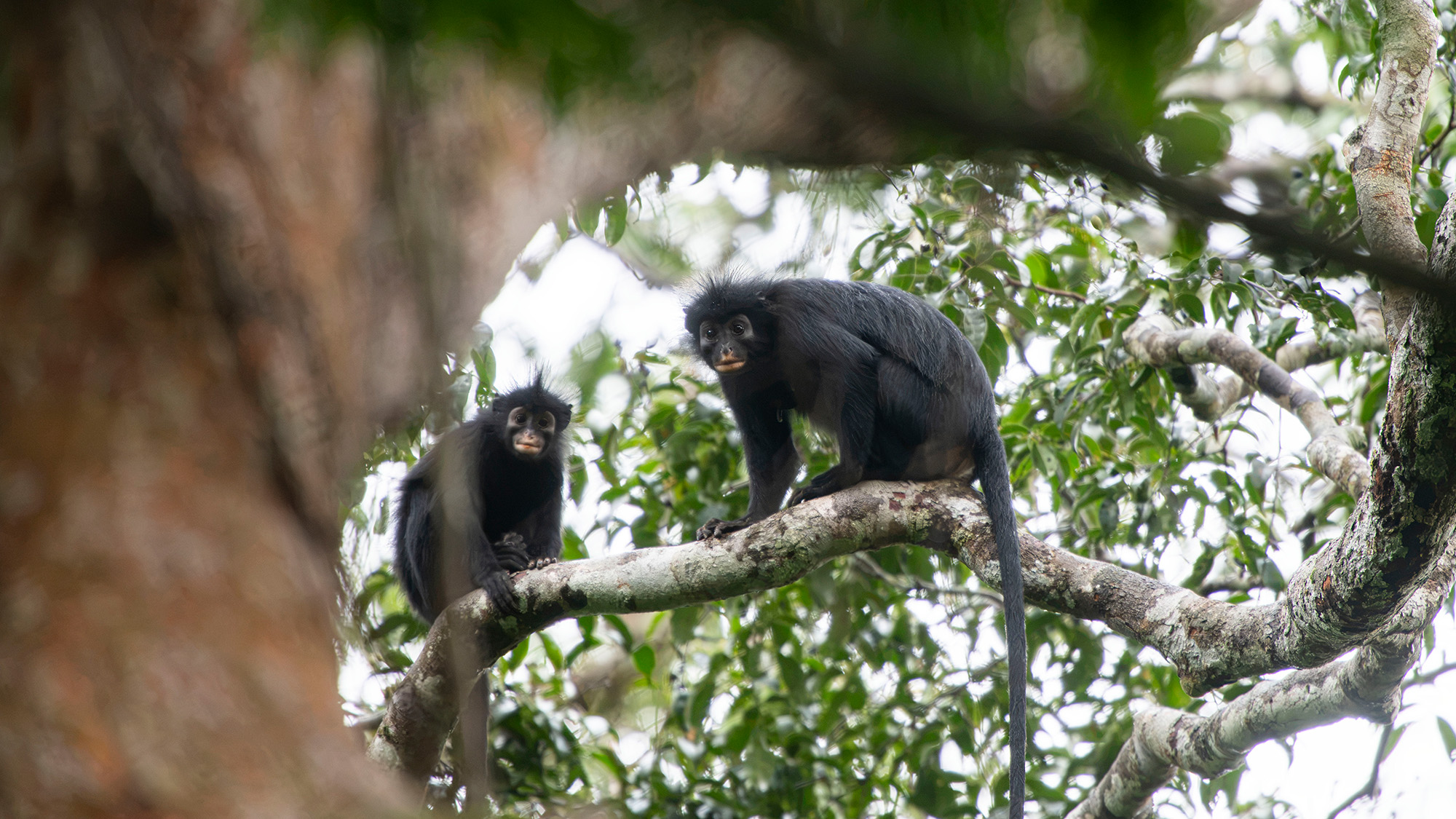 Two orange-lipped black monkeys sit in a large leafy tree looking at the camera