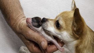 Chihuahua grooming newborn puppy
