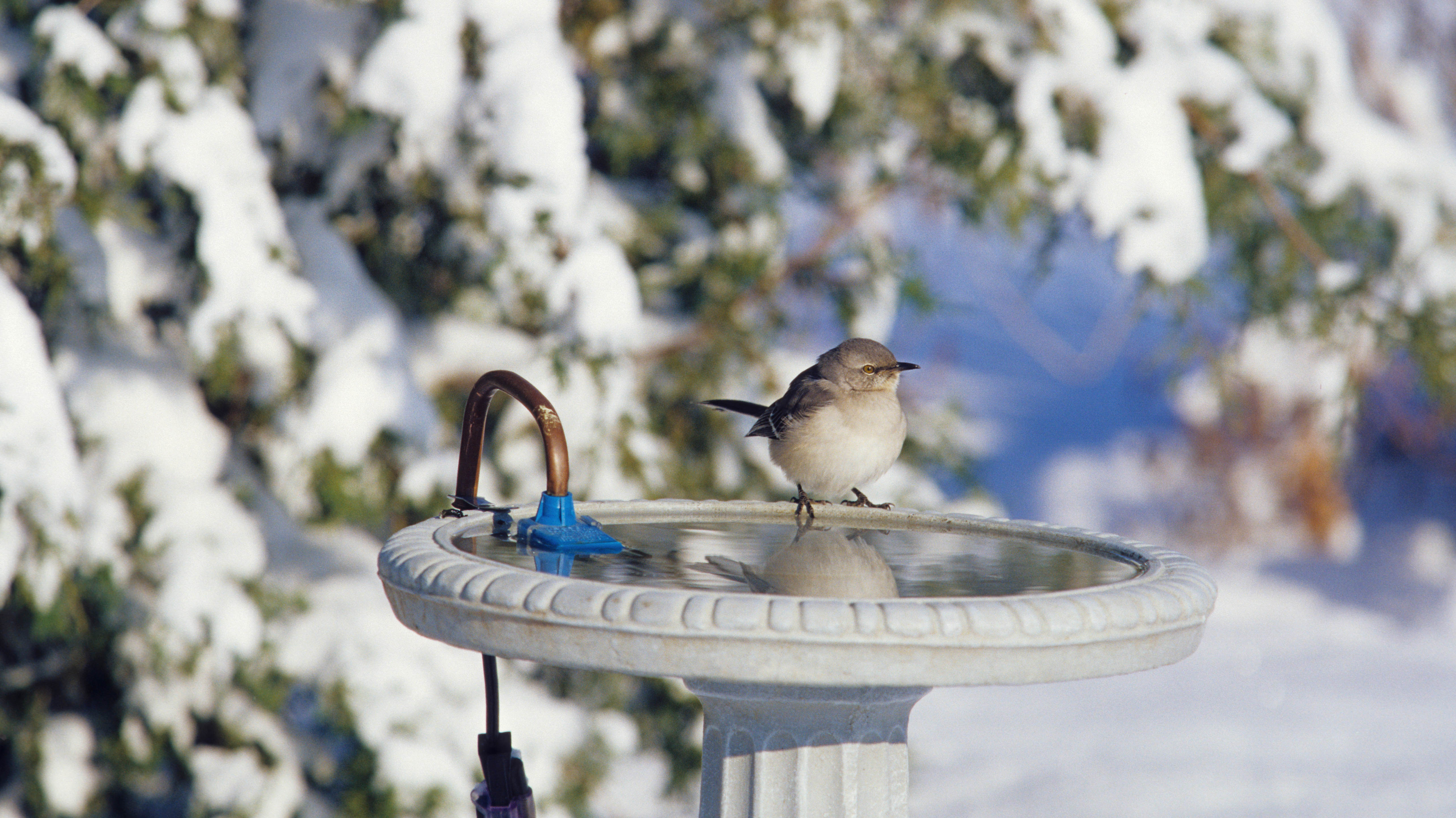 Зимой птица сидит на подогреваемой ванне для птиц