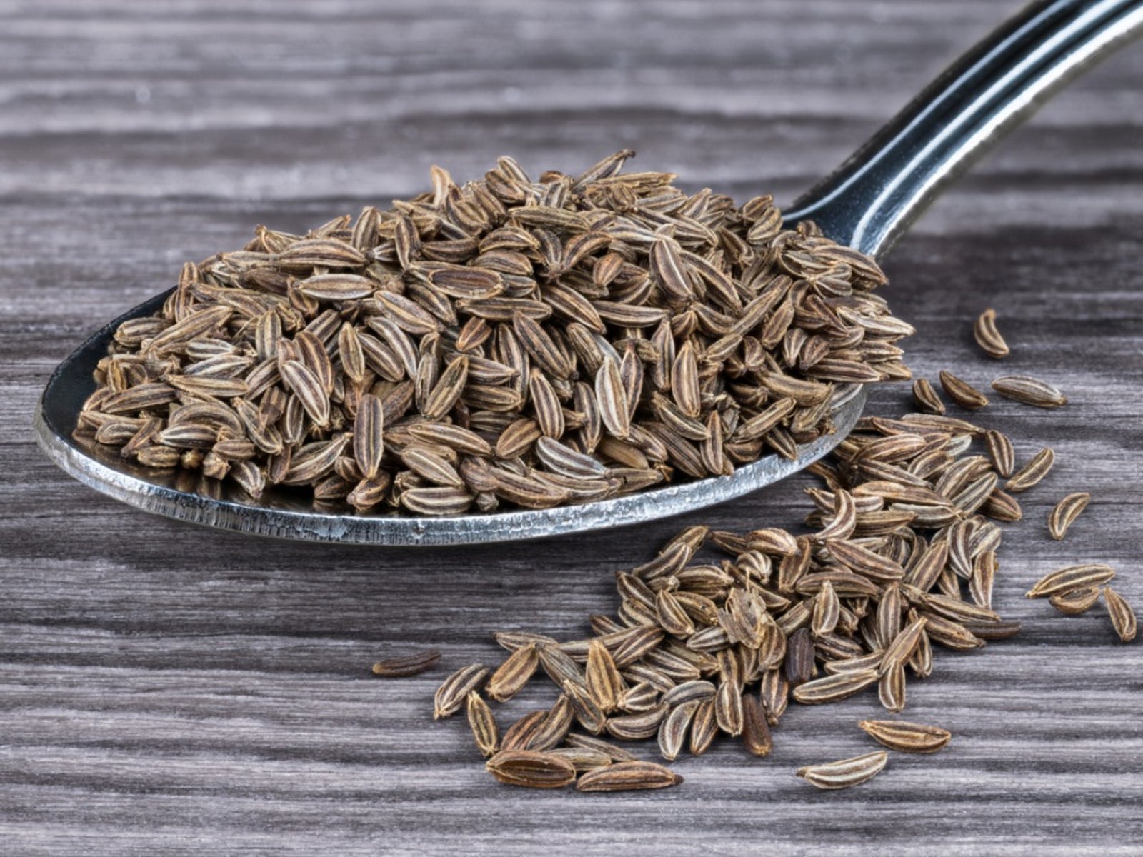 Growing Caraway Seeds How To Grow Caraway Gardening Know How