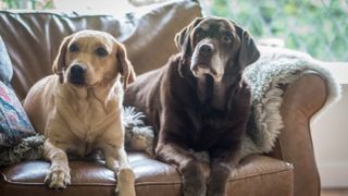 Old dogs on couch