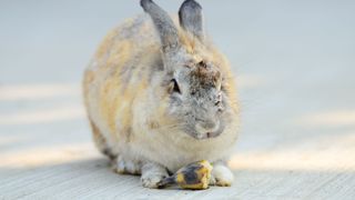 rabbit eating end of a banana