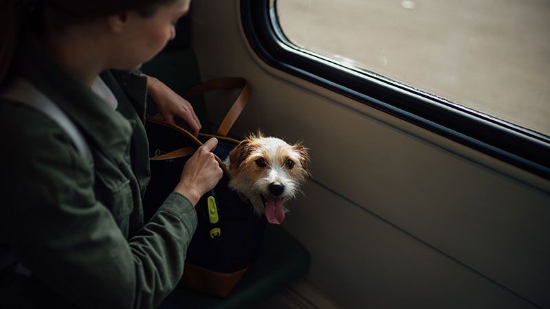 Dog being transported in bag