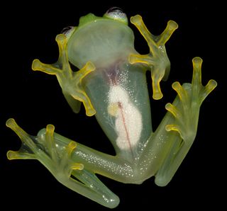 This glass frog (Hyalinobatrachium dianae) has a transparent tummy.