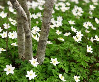 Fresh young tree sapling amongst bed of wood anemones.