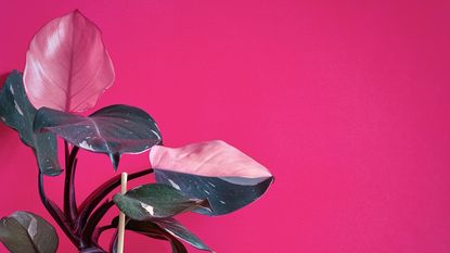 Pink princess philodendron houseplant in pot on pink background