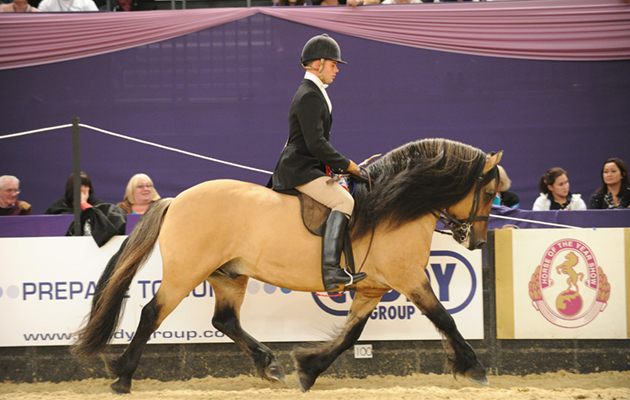 Stirlingdene-HorseNo650_HOYS12pn5137_213656711_297706381.jpg
