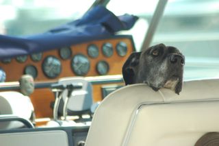 animals, seasickness