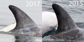 The dorsal fin of the albino dolphin's mom seen in 2015 and 2017.