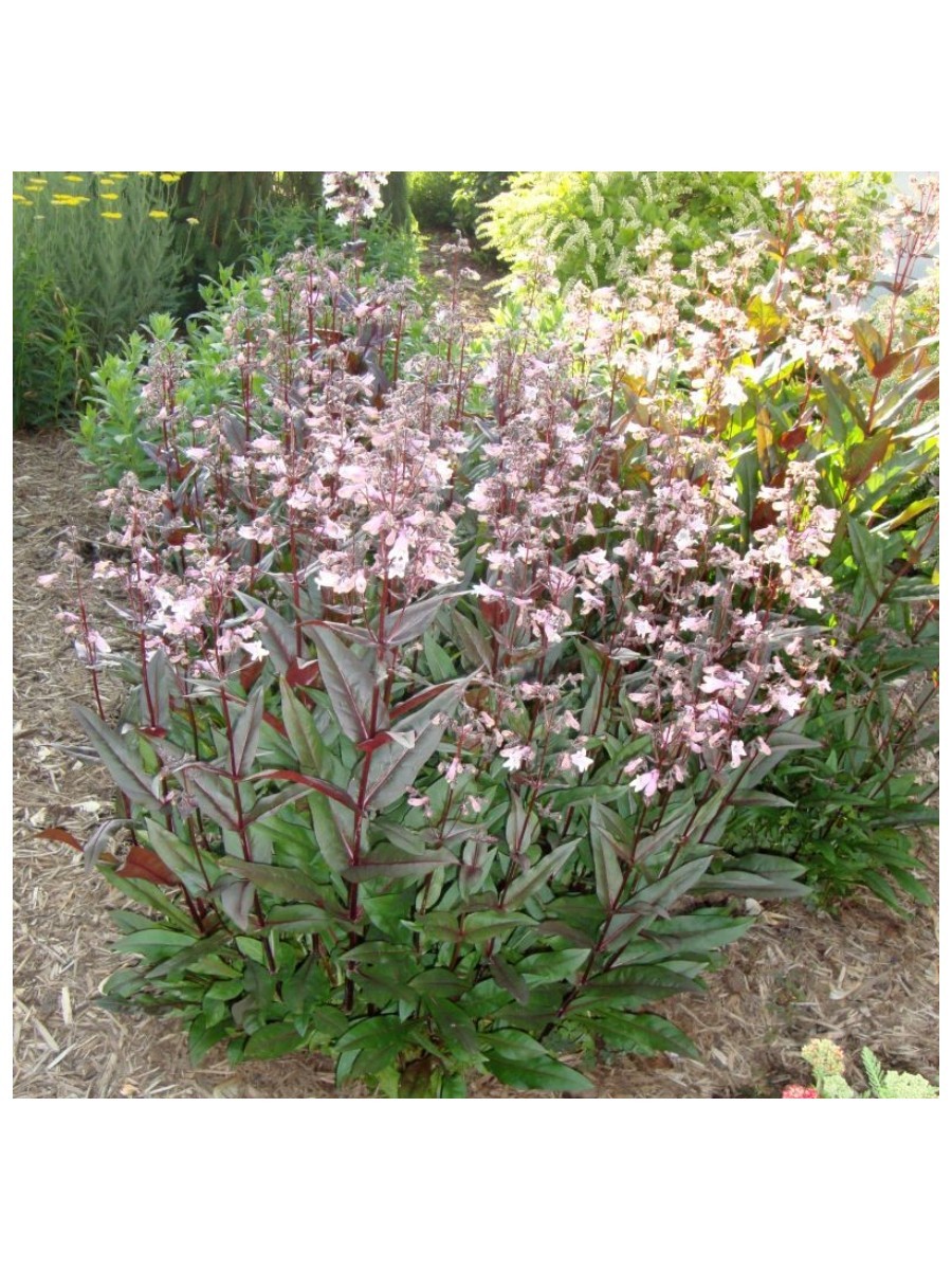 American Beauties, Husker Red Penstemon