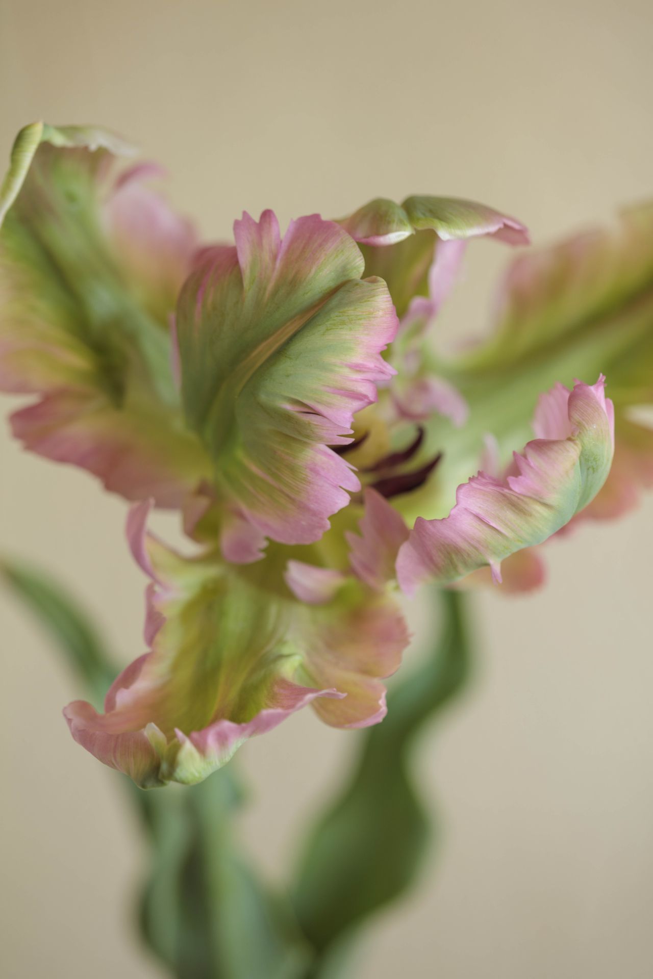 Tulip flowers in bottles