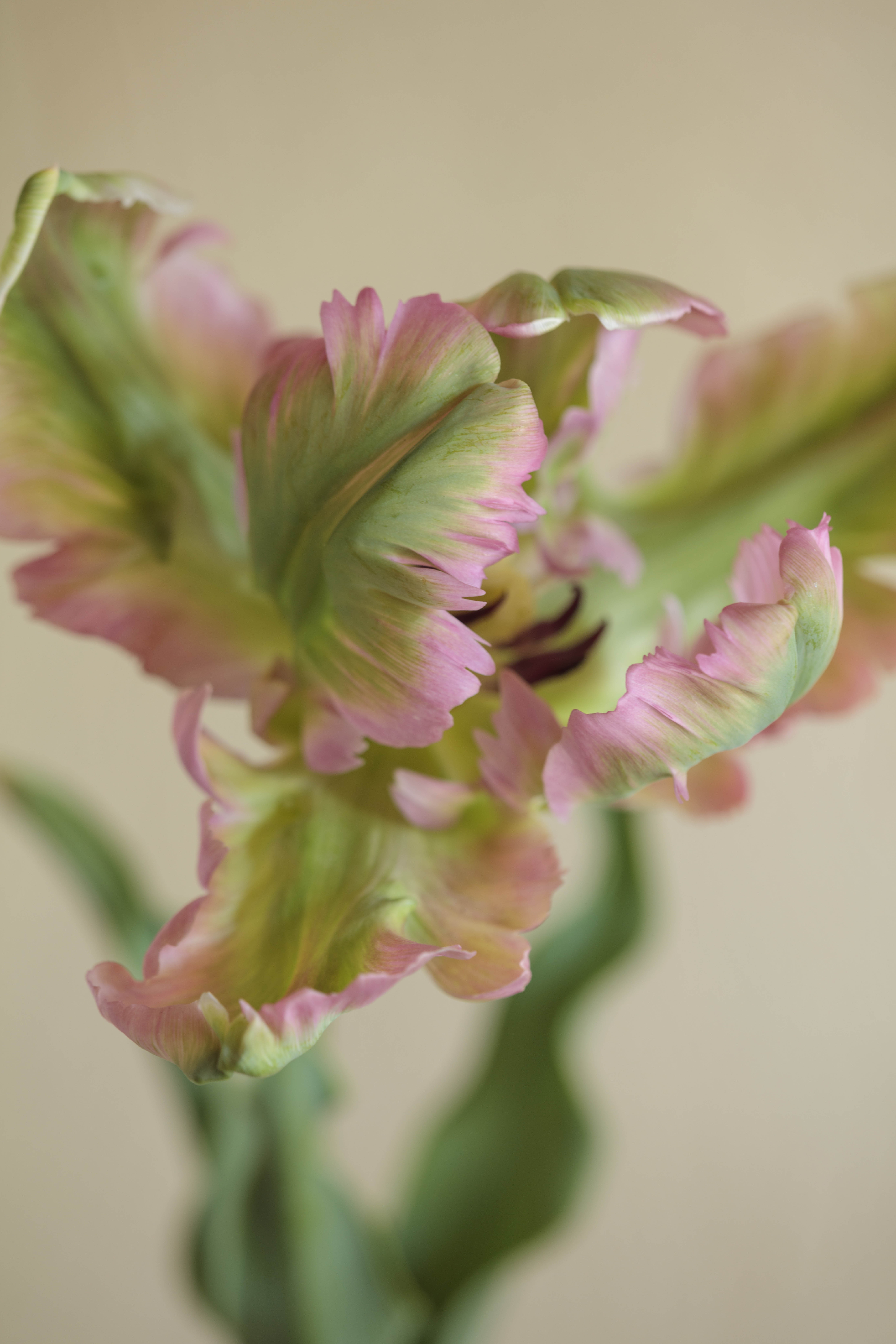 Tulip flowers in bottles