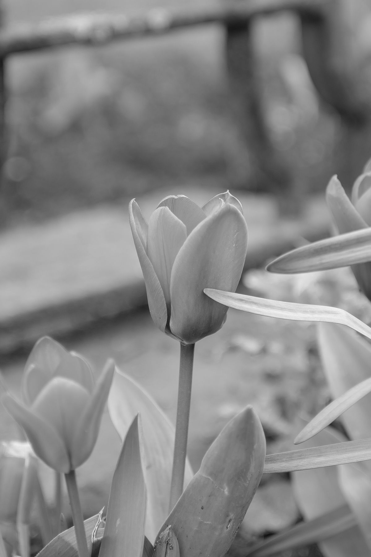 A photo taken on a Leica Q3 Monochrom black-and-white camera