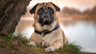 Best dogs for anxiety: Pug