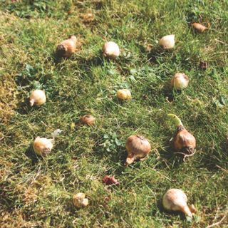 Spring bulbs scattered on grass