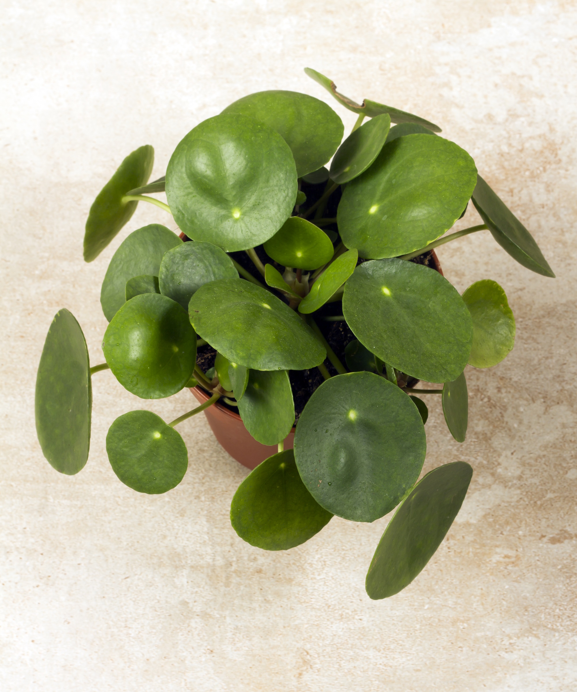 Chinese money plant against a beige-coloured background