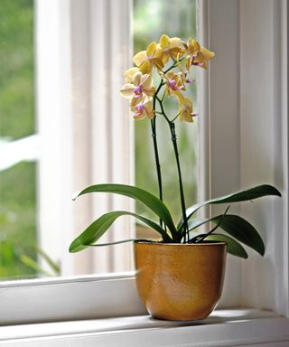 Yellow phalaenopsis orchid on bright windowsill