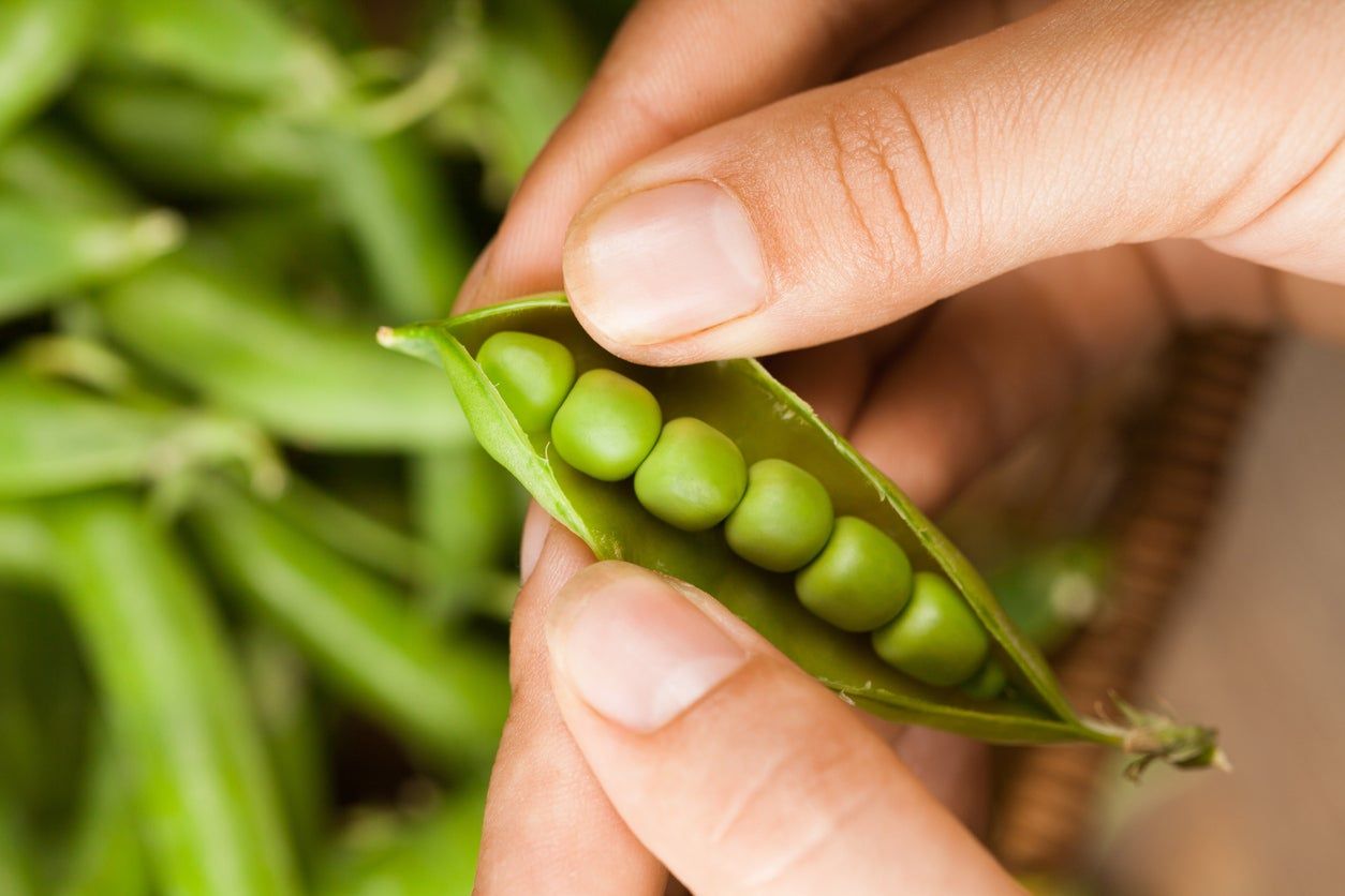 Hands Holding Split Open Mr. Big Peas