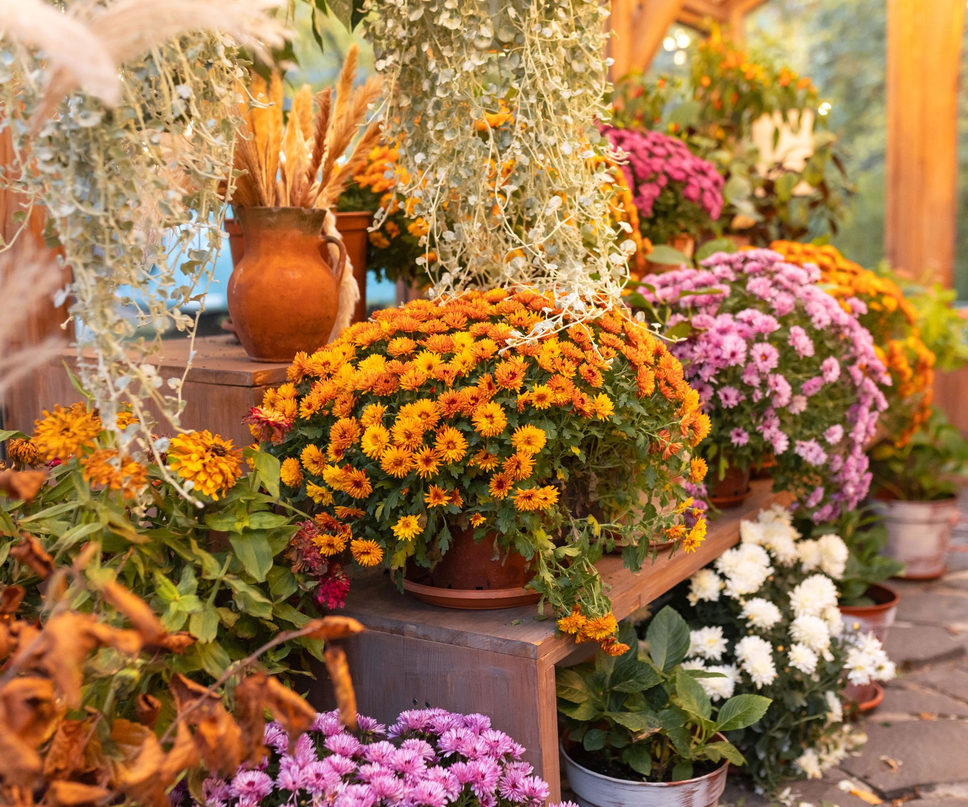 mums in containers inside a greenhouse