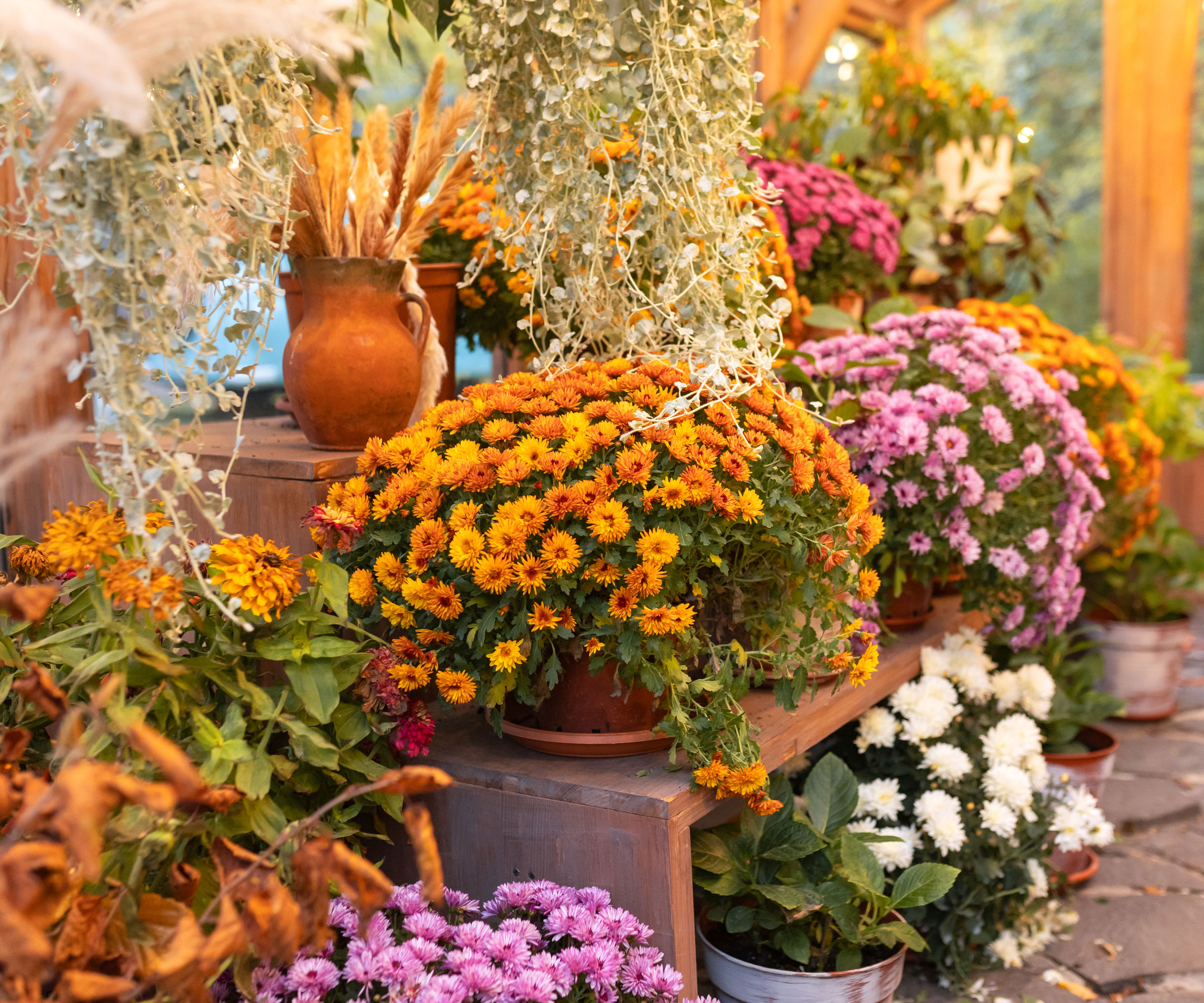 What Your Mums Need in October – 5 Secrets to Better Blooms This Fall and Next Year