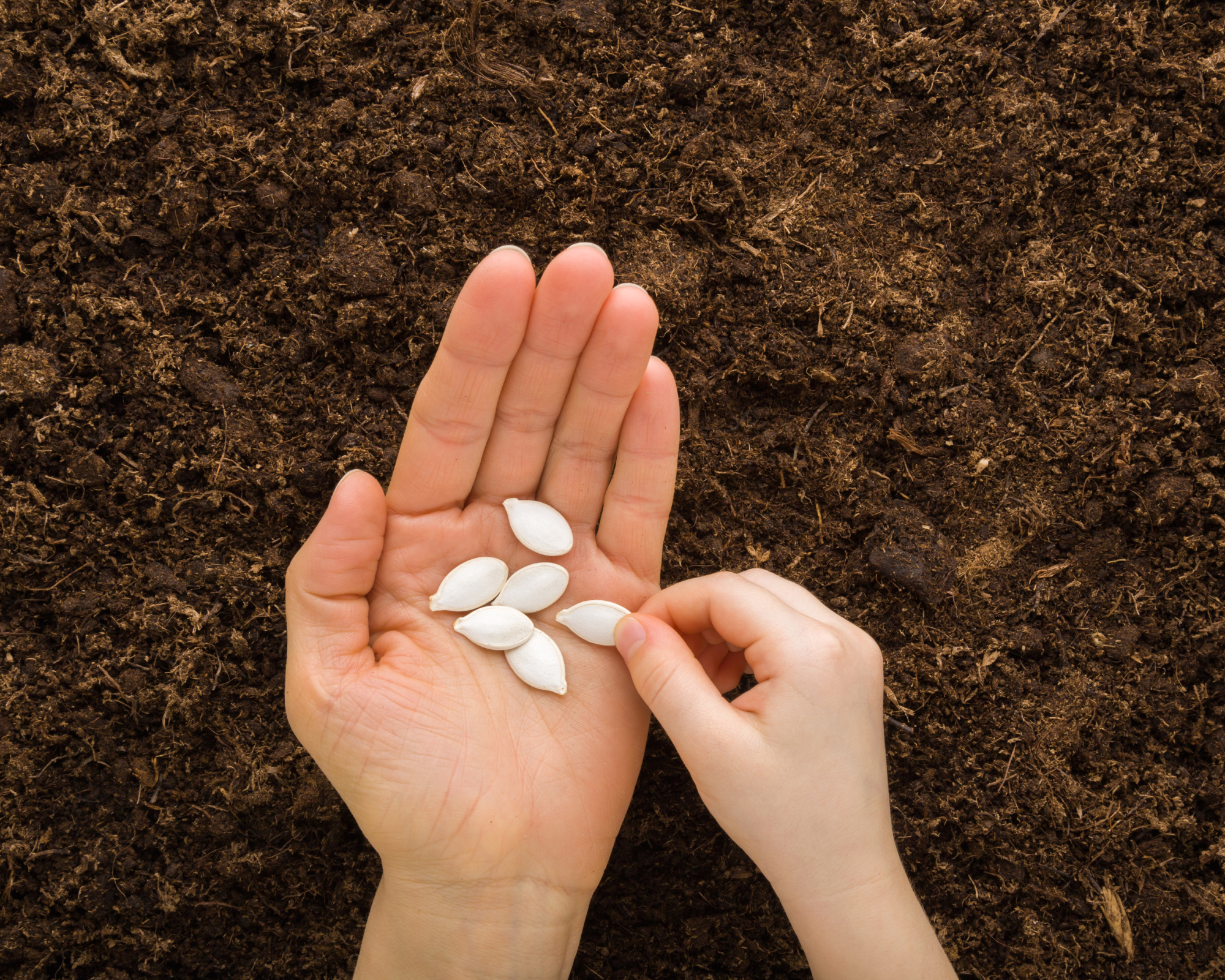 Toddler hand taking pumpkin seed from young adult mother palm on soil background. Closeup. Point of view shot. Child involvement in gardening. Preparation for garden season in spring.
