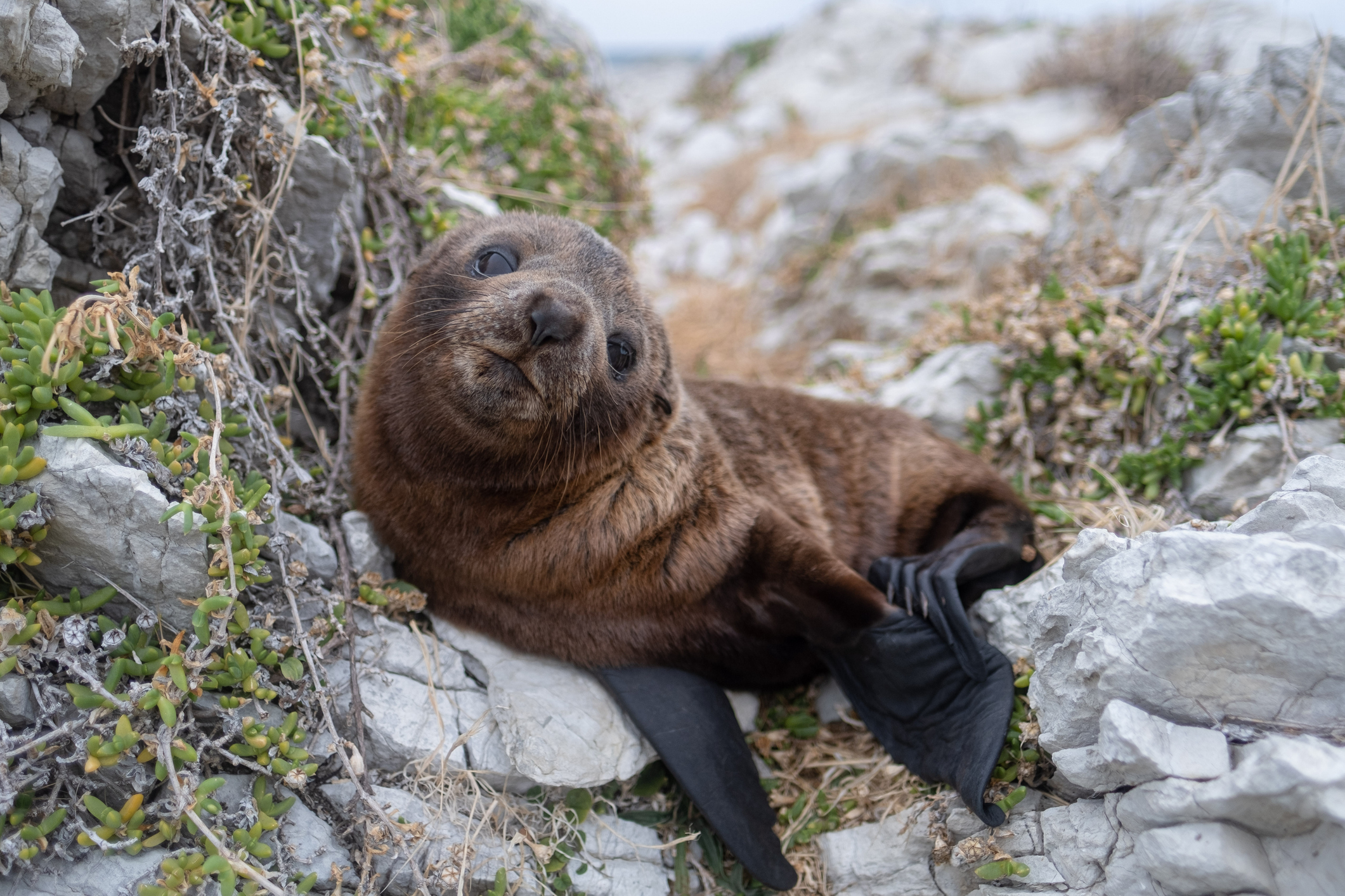 A baby seal on the rocks in New Zealand, facing the camera.
