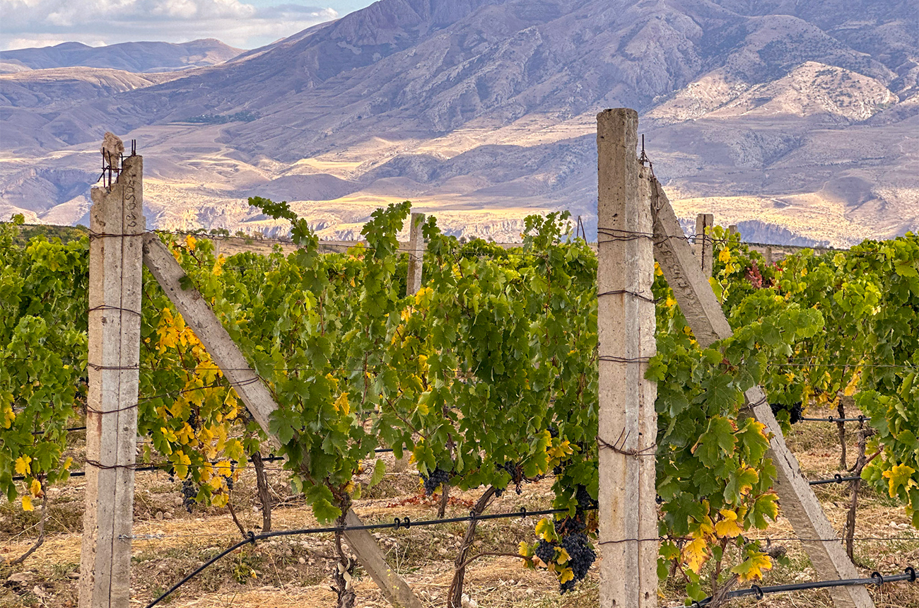 Noa-Vineyards-and-Winery-in-Vayots-Dzor.jpg