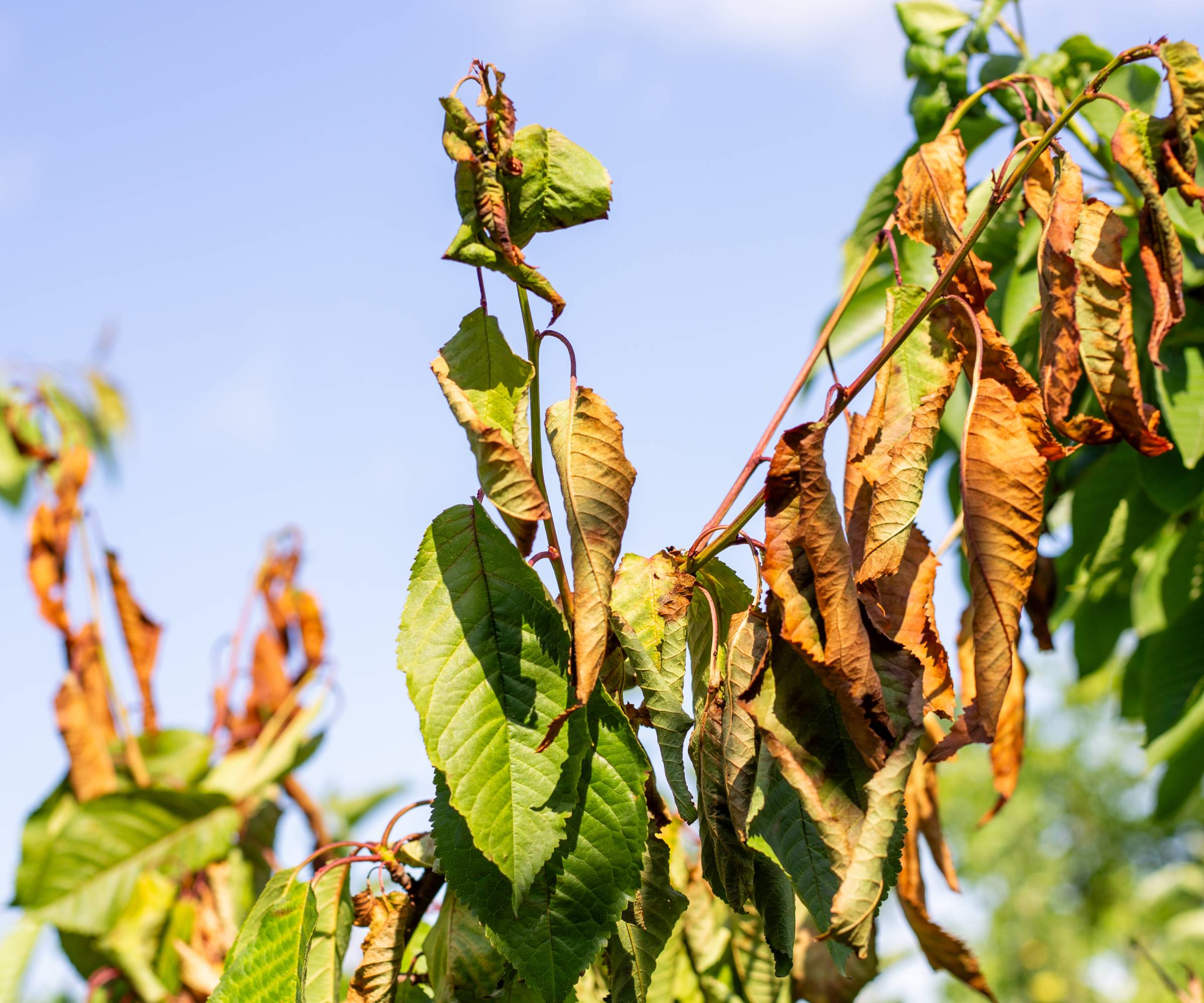 Some withered and some healthy leaves on a tree