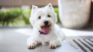 West Highland Terrier