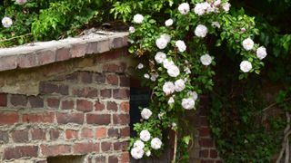 White climbing rose bush on a brick wall