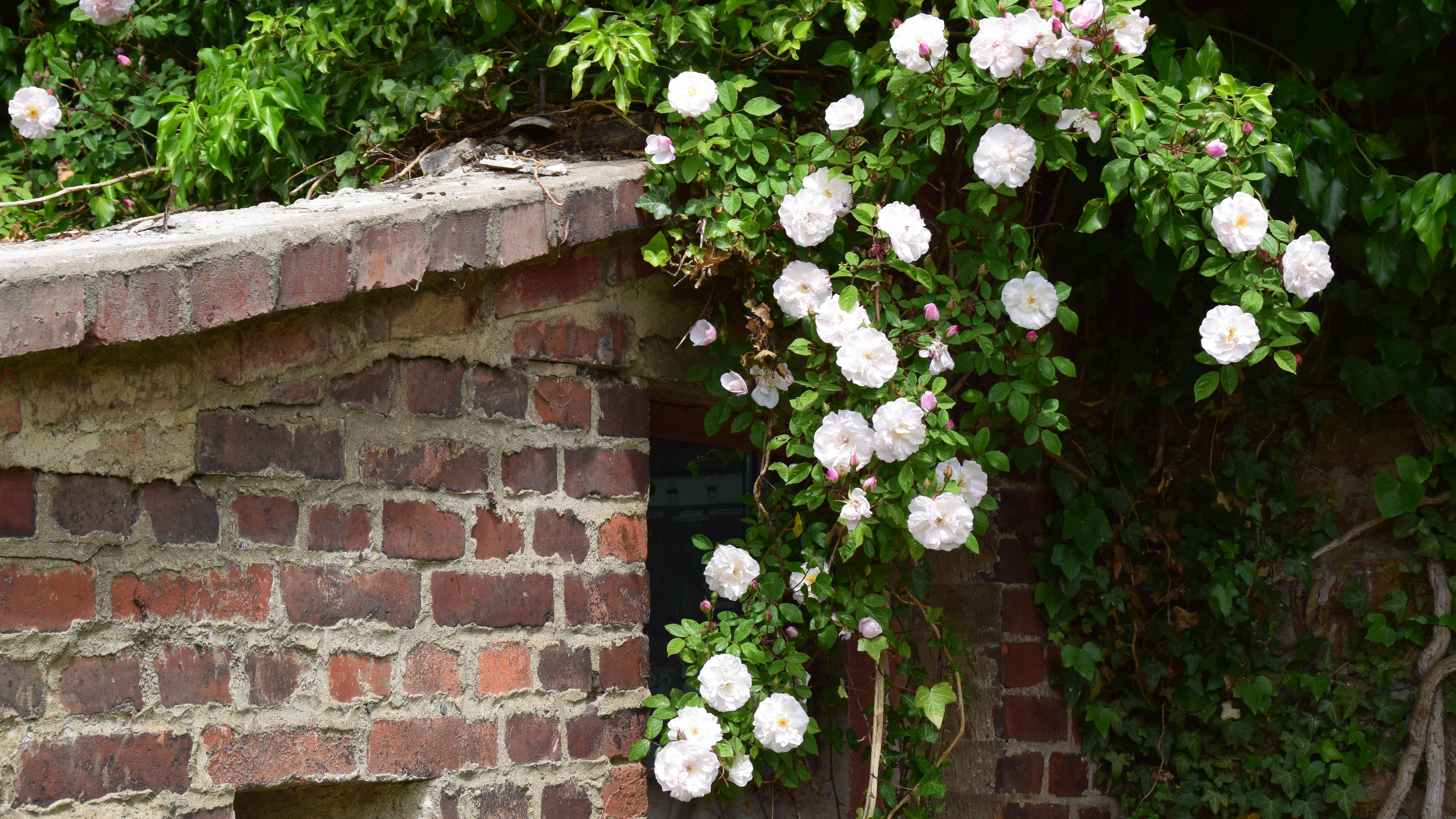 Куст белой плетистой розы на кирпичной стене