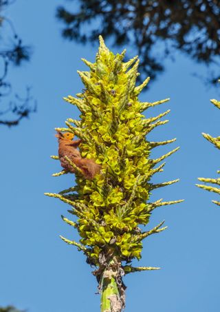 A red squirrel visits a Puya chilensis. ©Clive Nichols Garden Pictures