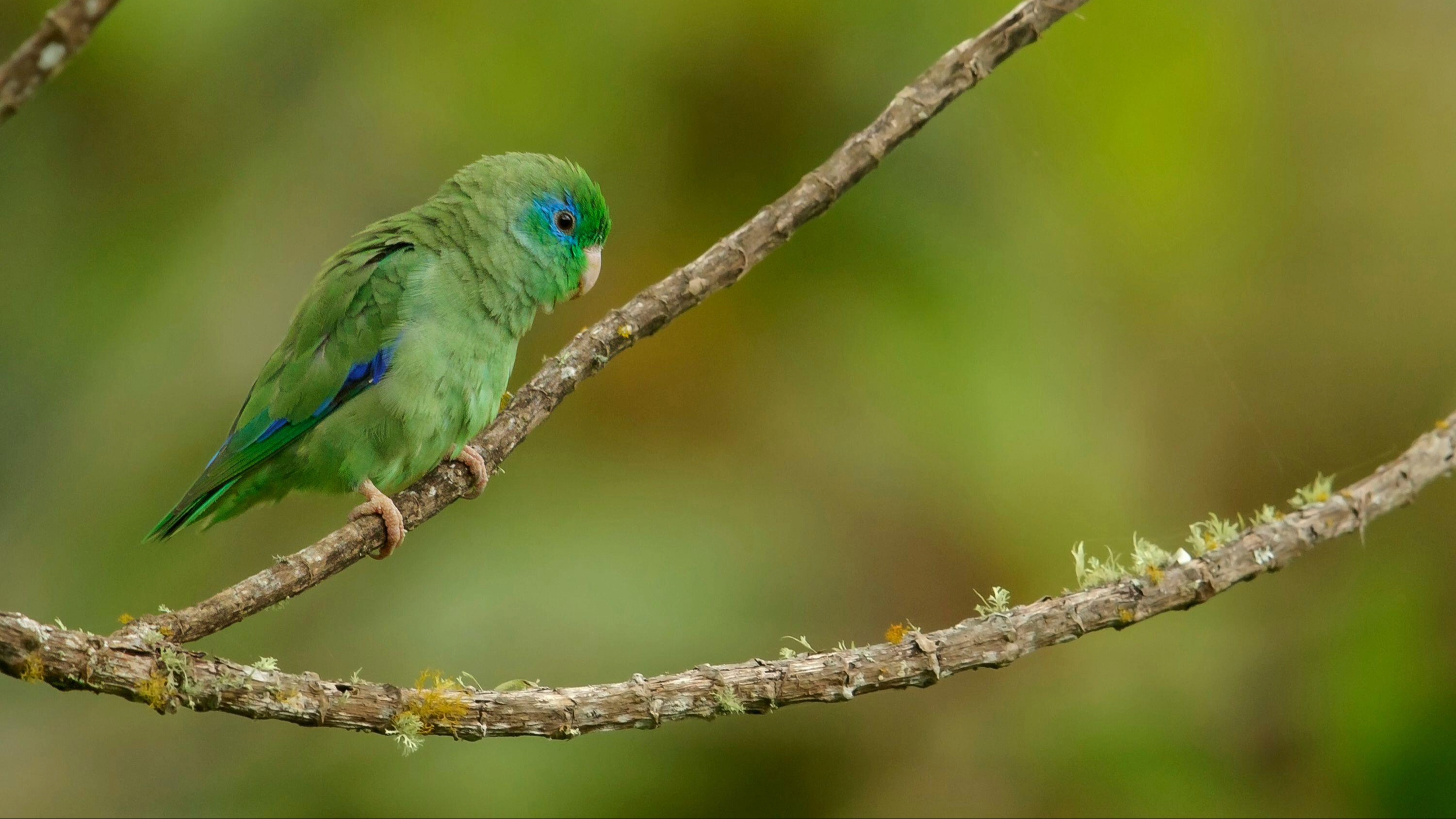 Parrotlet