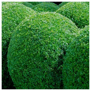 A close-up of a pruned boxwood topiary