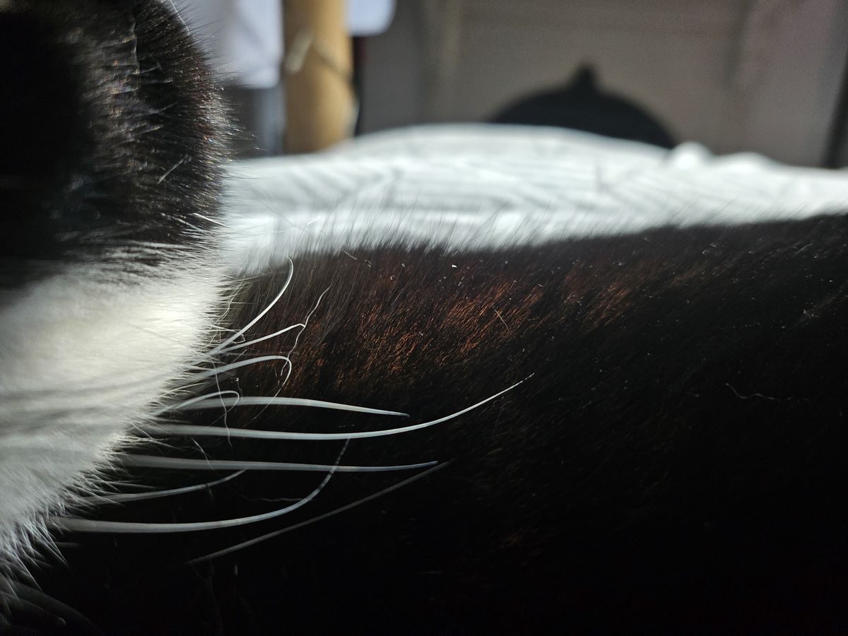 Samsung Galaxy Z Flip 5 camera sample cat macro