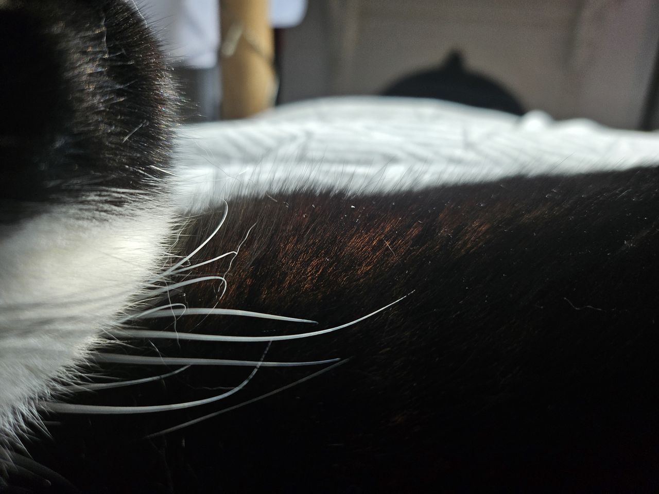 Samsung Galaxy Z Flip 5 camera sample cat macro
