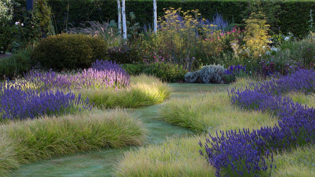 How to grow lavender: in flower borders and dry gardens | Homes & Gardens