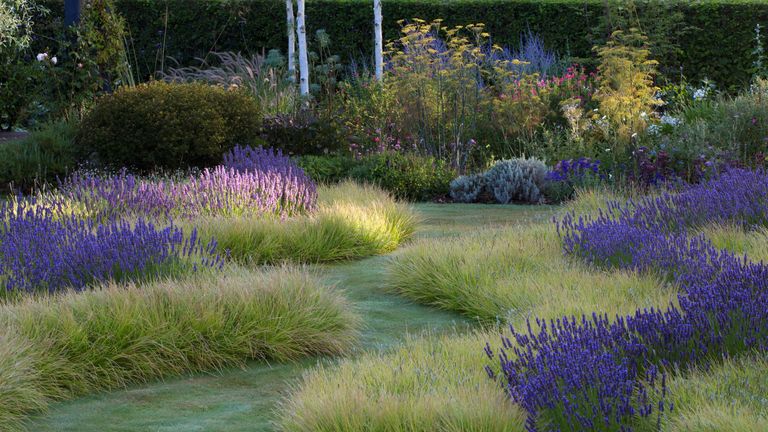 lavender growing in snaking borders beside ornamental grass