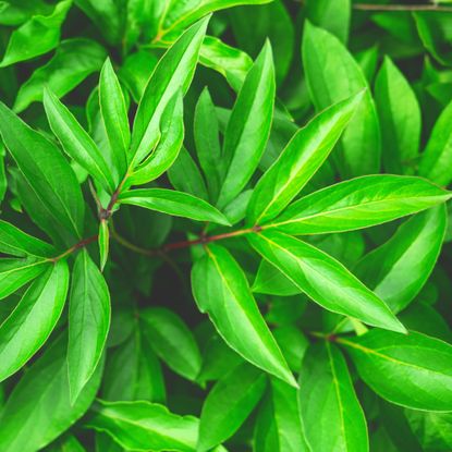 peony foliage after plant has stopped flowering